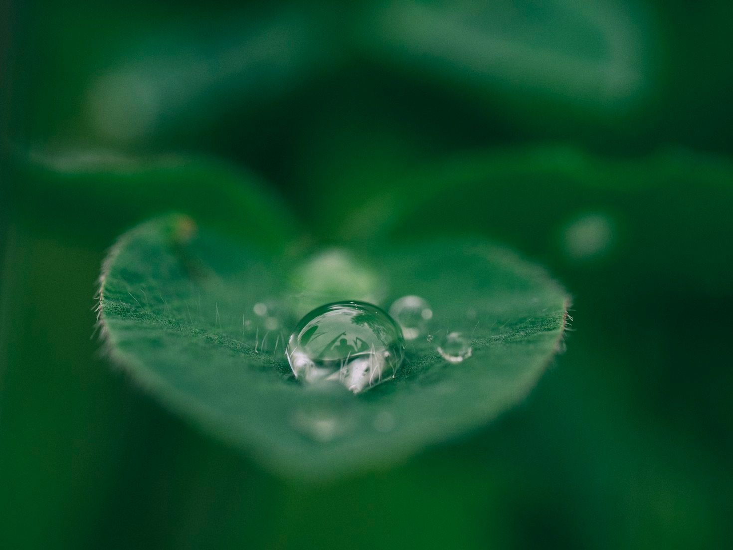 The Magic of Light in Nature Photography